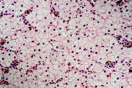 具有肝细胞的Axolot两栖动物 100x组织学细胞调查宏观康复科学考试药品组织诊断图片