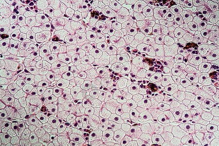 具有肝细胞的Axolot两栖动物 100x细胞核组织学康复细胞考试调查药品宏观科学组织图片