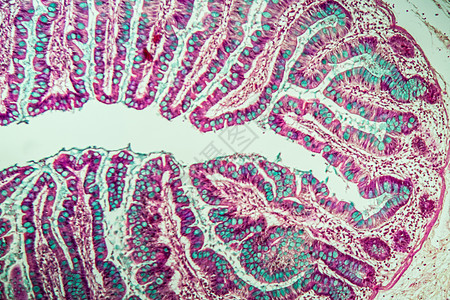 100x 显微镜下小肠胃 有葡萄酒消化分泌科学腺体绒毛组织学宏观细胞组织药品图片