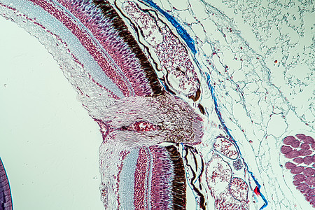 200x 眼睛中鱼的光学神经神经宏观组织学药品诊断薄片疾病细胞视网膜组织考试图片