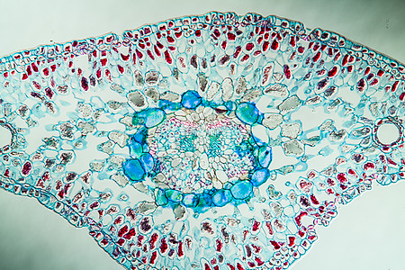100x 交叉针针 100x薄片科学组织学树叶生物学诊断宏观植物细胞针叶树图片