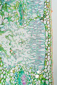 显微镜200x下的杂草叶截面图片