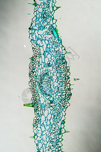 带树叶的杂草 横划第100节x唇形科草药生物学科学植物野菜宏观叶毛细胞唇形花背景图片