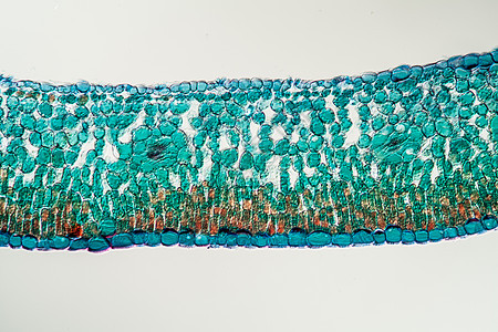 Azalea 叶子横跨100区植物宏观细胞花朵刀刃叶绿素科学组织薄片植物学图片