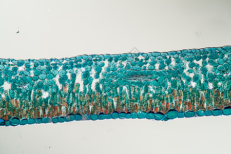 Azalea 叶子横跨100区刀刃组织薄片植物花朵宏观叶绿素植物学科学生物学图片