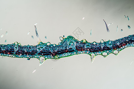 100x 横切处有叶子的浮图组织植物植物学薄片玫瑰绿叶宏观细胞花朵科学图片