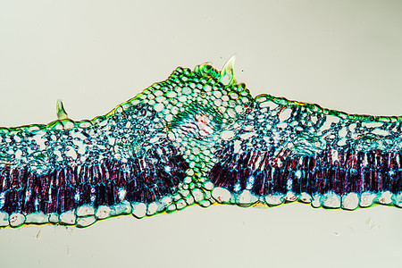 100x 横切处有叶子的浮图科学绿叶细胞薄片宏观植物学植物花朵玫瑰桑树图片