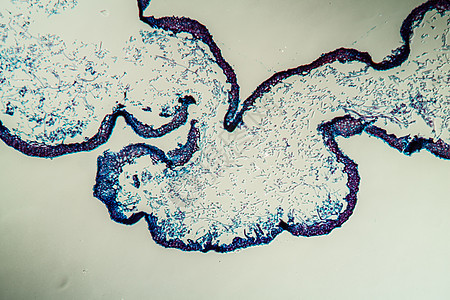 通过地环共生体的交叉剖口 100x植物花朵藻类植物学生菌科学绿藻菌丝生物学地衣图片