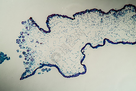 通过地环共生体的交叉剖口 100x菌类绿藻地衣共生体生菌藻类花朵薄片植物菌丝图片