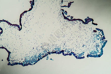 通过地环共生体的交叉剖口 100x科学菌丝植物绿藻共生体宏观生菌花朵植物学藻类图片