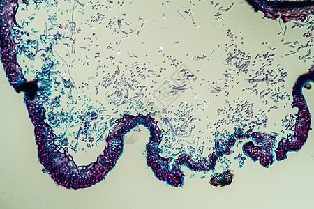 通过地环共生体的交叉剖口 200x花朵菌丝藻类宏观科学共生体生物学植物薄片地衣图片