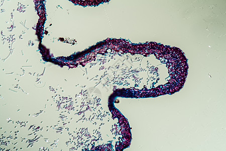 通过地环共生体的交叉剖口 200x植物学科学菌丝生物学花朵薄片生菌植物地衣藻类图片