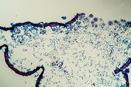 通过地环共生体的交叉剖口 200x生菌共生体绿藻菌丝科学地衣植物薄片花朵宏观图片