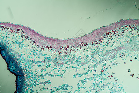 通过地环共生体的交叉剖口 100x薄片藻类菌丝植物生物学科学宏观生菌绿藻植物学图片