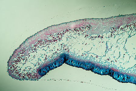 通过地环共生体的交叉剖口 100x生物学共生体植物学菌类生菌菌丝植物绿藻花朵藻类图片