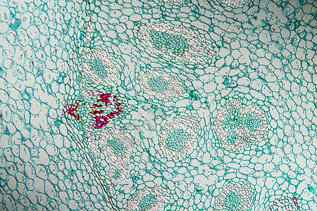 带根 横过100节的百度植物宏观薄片水管放大镜生物学科学单子根茎计划图片