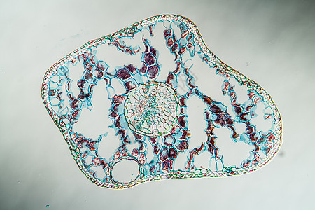 横跨第100节的蓝皮针叶子宏观松树云杉针叶树组织学生物学植物植物学科学图片