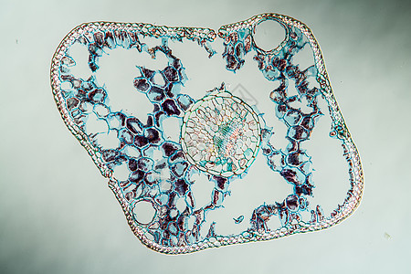 横跨第100节的蓝皮针植物生物学组织薄片松树叶子云杉组织学科学放大镜图片