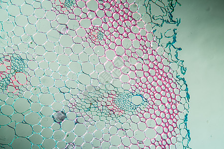 带干干量100x的圆柱形横面植物学宏观洋葱薄片科学组织细胞组织学放大镜鳞茎图片