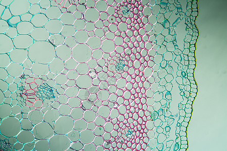 带干干量100x的圆柱形横面植物学植物宏观放大镜细胞薄片科学洋葱组织学组织图片