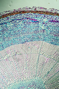 第100节的丝绸基柱分支植物放大镜宏观水管灌木植物学薄片科学细胞组织图片