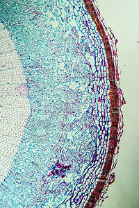 第100节的丝绸基柱分支细胞植物学薄片科学生物学组织灌木宏观植物放大镜图片