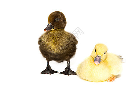 新伯恩的小可爱黄鸭和黑鸭 白色背景婴儿新生鸭子生活柔软度好奇心农场家禽宠物羽毛图片