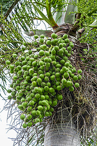 阿雷卡坚果棕榈 贝特尔核咀嚼水果草本草本植物儿茶收获农业花园团体热带图片