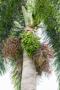 阿雷卡坚果棕榈 贝特尔核草本花园水果植物学植物红色农业儿茶热带种子图片