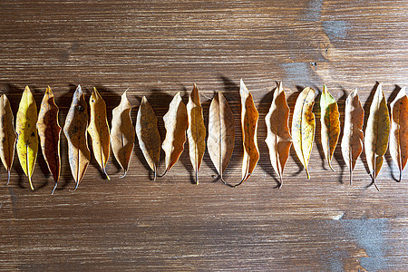 干旱秋季乡村植物饮食叶子橙子团体营养木头桌子木板图片