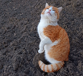 一只可爱的猫咪在哭泣 等待食物绿色宠物毛皮桌子动物饥饿哺乳动物乐趣白色猫科图片