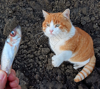 一只美丽的猫把我的鱼从我的手中夺走图片