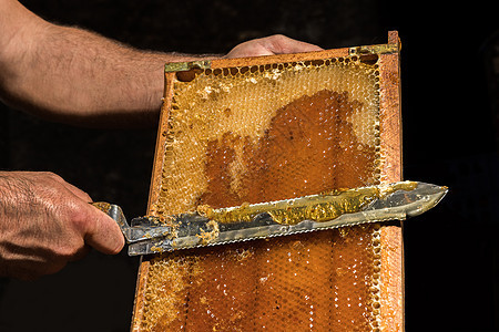 养蜂人从蜂窝中除去蜡盖蜂房花蜜蜂巢季节营养昆虫花粉蜂蜡梳子环境图片