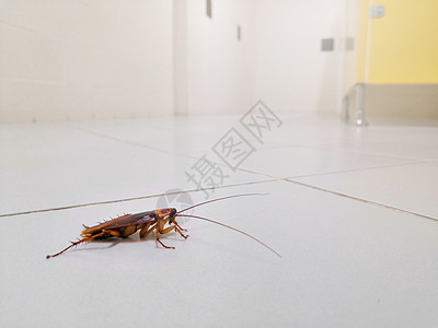 地板上的蟑螂图片