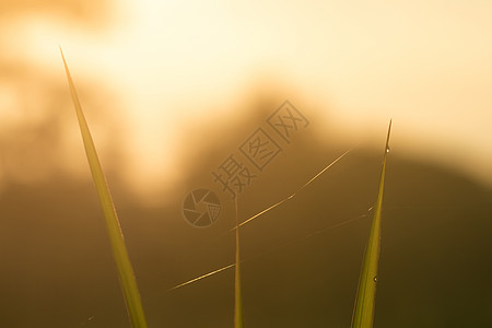 新鲜绿绿草叶和在模糊的野兰上露露露的cobweb图片