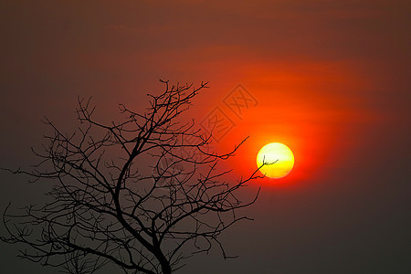 美丽的日落和阳光明媚的黑夜红色中的干枯树图片