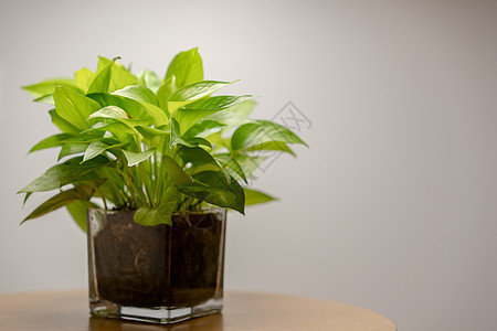 玻璃锅里面的植物和桌上的一样叶子装饰绿叶花园盆栽生长花盆风格绿色植物桌子图片