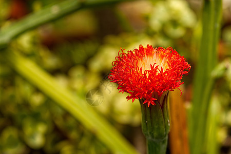 红春热带花朵背景图片