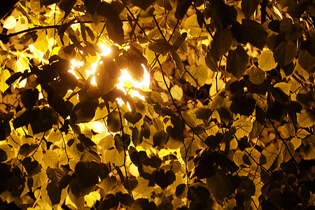 黑夜天空背景下亮亮的金色树枝枝图片