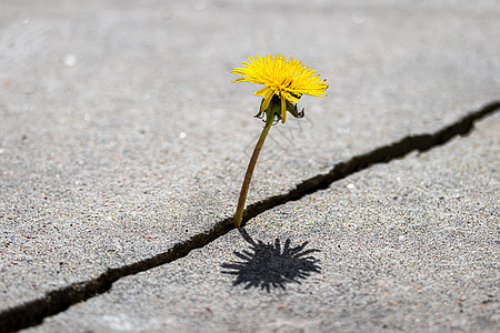 一朵黄色的花花 从混凝土裂缝中生长出来植物生活水泥斗争成功挑战耐力新生活骨折力量图片