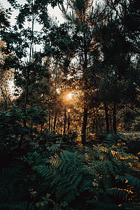 五颜六色的夕阳在树间燃烧 反射到蕨类植物中太阳光全景精神活力阳光远足情绪树木射线光束图片