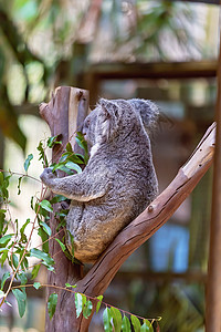 树中的澳大利亚熊图片