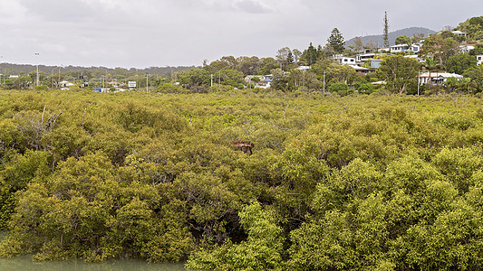 澳大利亚红树林沼地生态系统组织树木弯曲环境灌木适应性海洋衬套反思植被状况图片