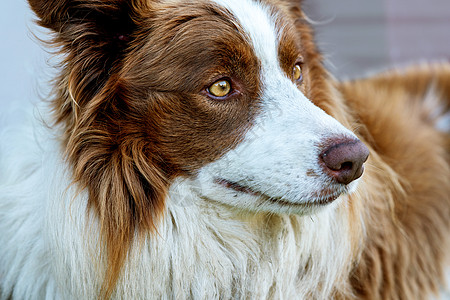 边境小狗队宠物精力围捕哺乳动物家畜牧羊犬男性毛皮智力犬类图片