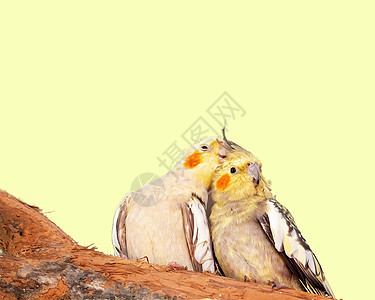 澳大利亚黄天龙座鸟类异国拥抱配种尺寸鸟舍种子脸颊俘虏栖息图片