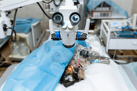 兽医诊所的无菌手术室 为狗的手术做准备 眼科医生对狗的眼睛进行手术 狗在手术台上麻醉图片
