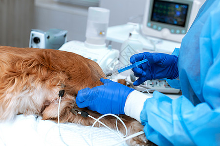 一名兽医正在给一只麻醉过的狗施药 一只爪子上插着导尿管的狗躺在兽医诊所的手术台上 一只可卡犬正在等待手术图片