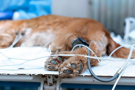 狗在兽医诊所手术台上被麻醉 并服用麻醉剂图片