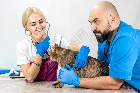 在兽医的例行检查中 美丽的心怀不满的猫 猫在兽医诊所 专业诊断 宠物健康小猫动物女士男人药品考试手套预防医生实验室图片