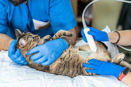 兽医通过对家猫的超声波检查进行兽医检查治疗诊所护士怀孕诊断扫描器超声波腹部药品宠物图片